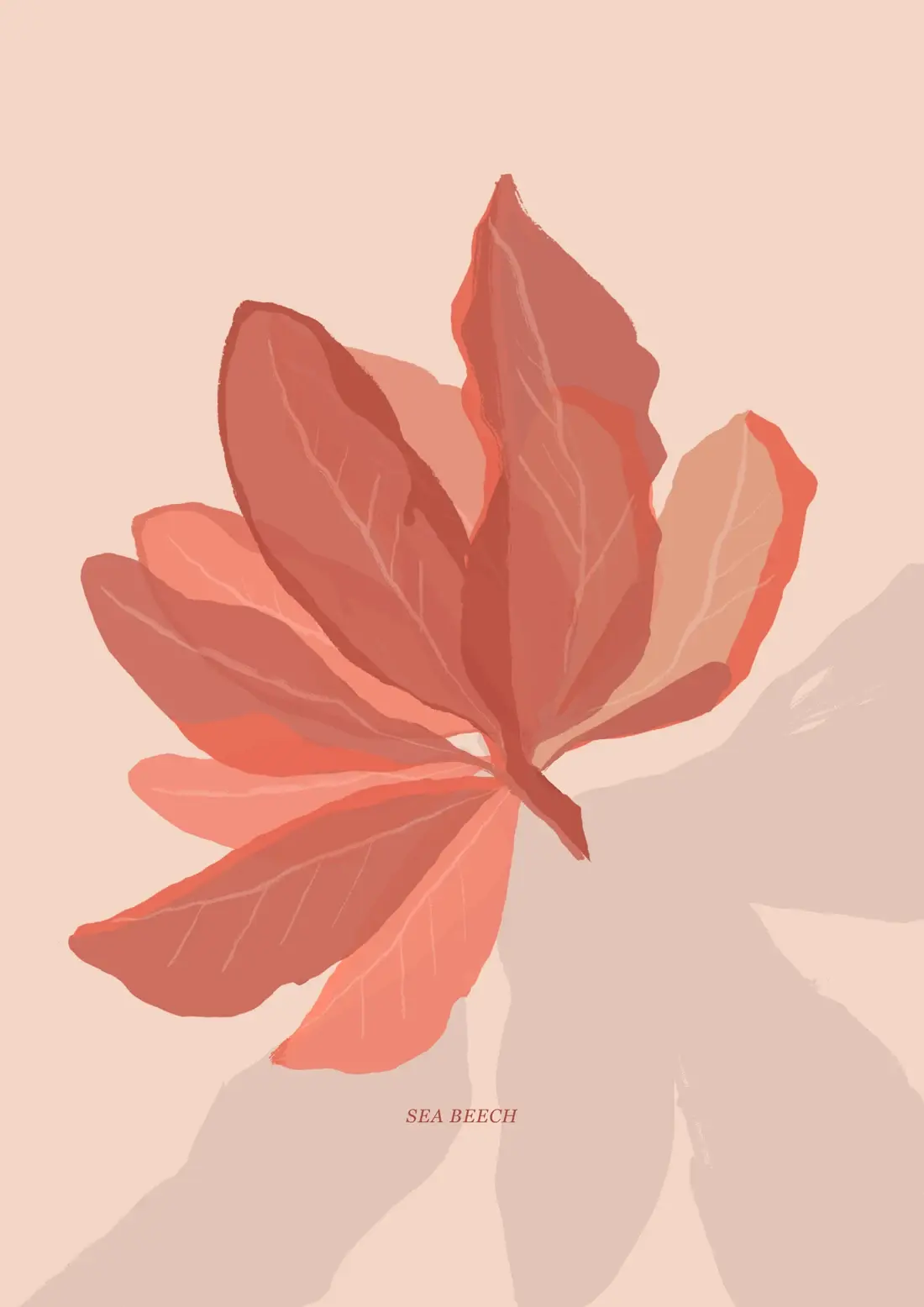 Sea Beech — Seaweed, drawn like a botanical specimen.